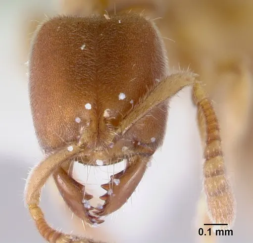 Cryptopone testacea specimen CASENT0178371 image casent0178371_2