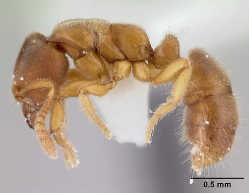 Cryptopone testacea specimen CASENT0178371 image casent0178371_3