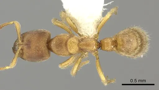 Cryptopone testacea specimen CASENT0260414 image casent0260414_1