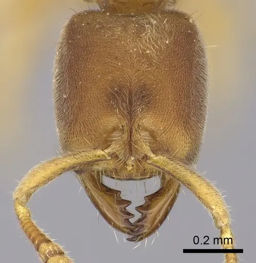 Cryptopone testacea specimen CASENT0260414 image casent0260414_2