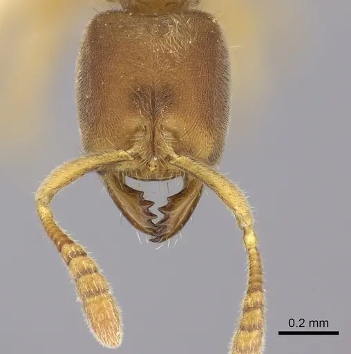 Cryptopone testacea specimen CASENT0260414 image casent0260414_3