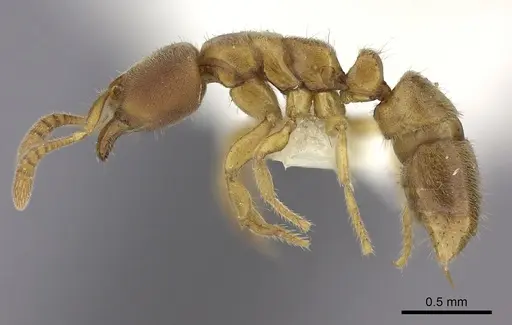 Cryptopone testacea specimen CASENT0260414 image casent0260414_4