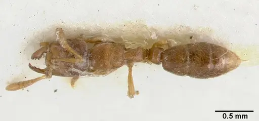 Cryptopone testacea specimen CASTYPE06939-01 image castype06939-01_1