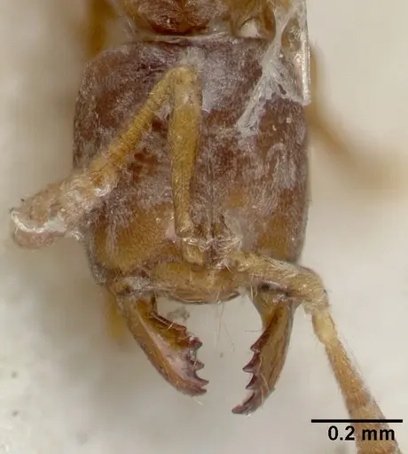 Cryptopone testacea specimen CASTYPE06939-01 image castype06939-01_2