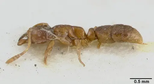 Cryptopone testacea specimen CASTYPE06939-01 image castype06939-01_3