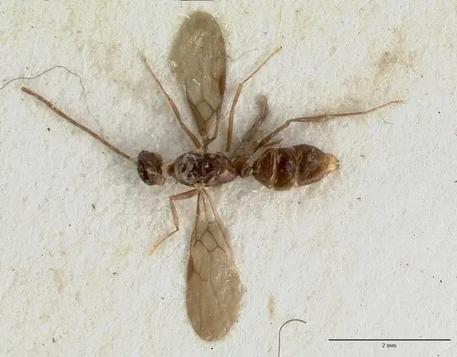 Cryptopone testacea specimen CASTYPE06939-02 image castype06939-02_1
