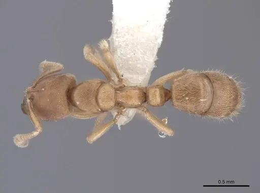 Cryptopone testacea specimen FMNHINS0000065368 image fmnhins0000065368_1