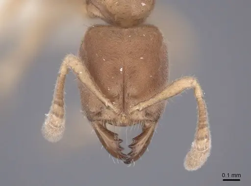 Cryptopone testacea specimen FMNHINS0000065368 image fmnhins0000065368_2