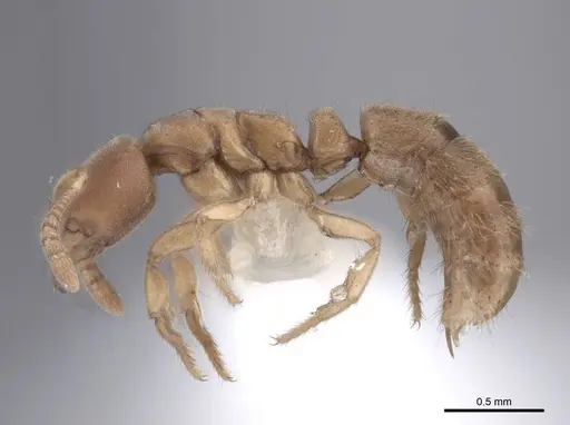 Cryptopone testacea specimen FMNHINS0000065368 image fmnhins0000065368_3