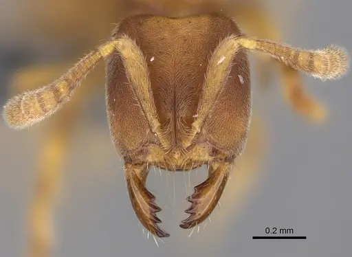 Cryptopone typhlos specimen CASENT0386062 image casent0386062_2