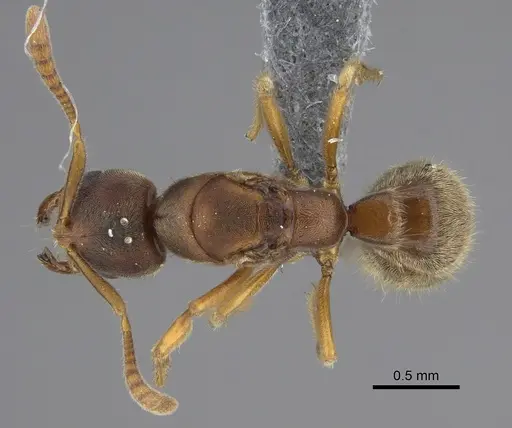 Cryptopone typhlos specimen CASENT0391901 image casent0391901_1