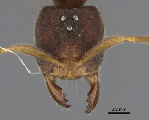 Cryptopone typhlos specimen CASENT0391901 image casent0391901_2
