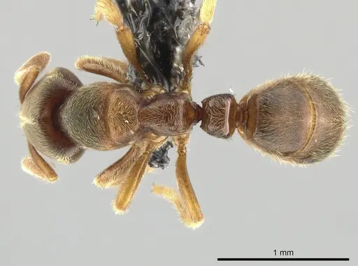 Cryptopone typhlos specimen CASENT0650364 image casent0650364_1
