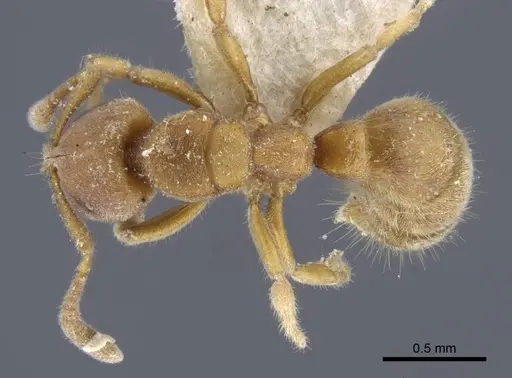 Cryptopone typhlos specimen CASENT0916832 image casent0916832_1