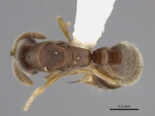 Cryptopone typhlos specimen CASENT0923391 image casent0923391_1