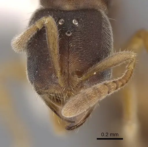 Cryptopone typhlos specimen CASENT0923391 image casent0923391_2