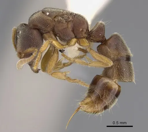 Cryptopone typhlos specimen CASENT0923391 image casent0923391_3