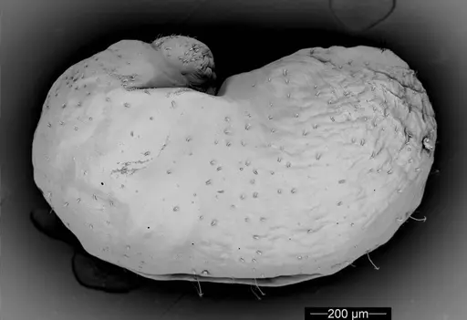 Cyatta abscondita specimen USNMENT00757374 image usnment00757374_1