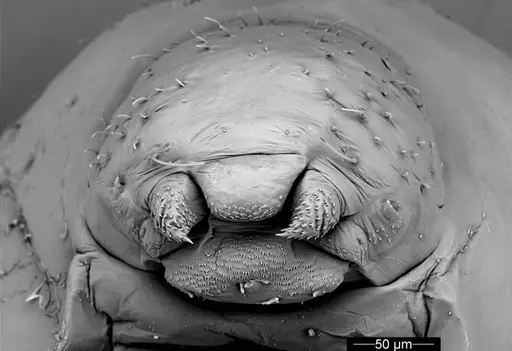 Cyatta abscondita specimen USNMENT00757374 image usnment00757374_2