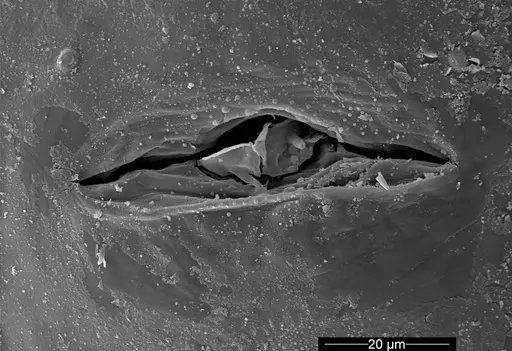 Cyatta abscondita specimen USNMENT00757374 image usnment00757374_3