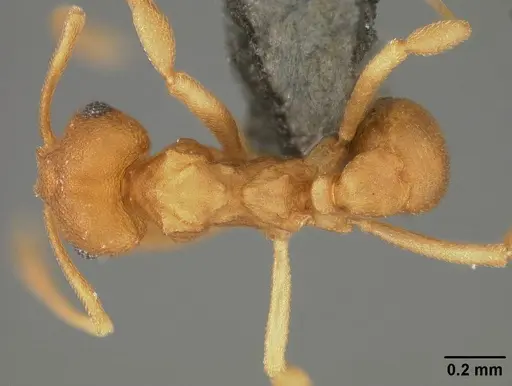 Cyatta abscondita specimen USNMENT00758173 image usnment00758173_1