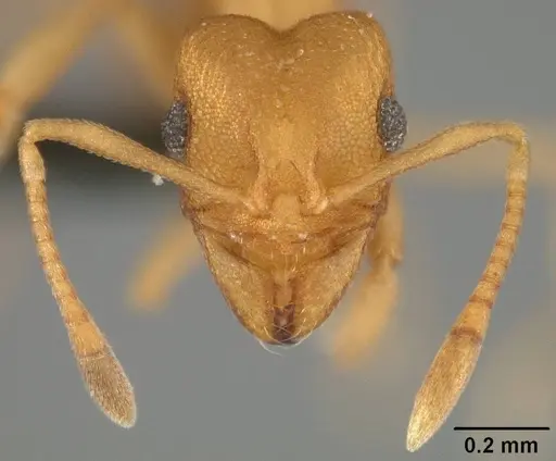 Cyatta abscondita specimen USNMENT00758173 image usnment00758173_2