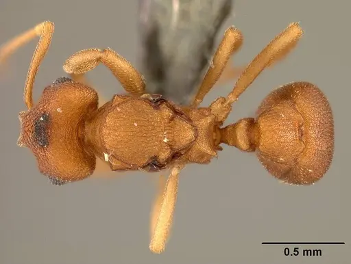 Cyatta abscondita specimen USNMENT00758174 image usnment00758174_1