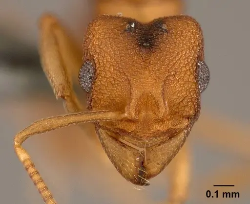 Cyatta abscondita specimen USNMENT00758174 image usnment00758174_2