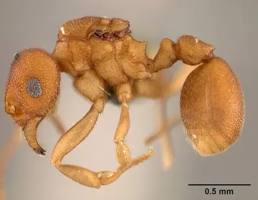 Cyatta abscondita specimen USNMENT00758174 image usnment00758174_3