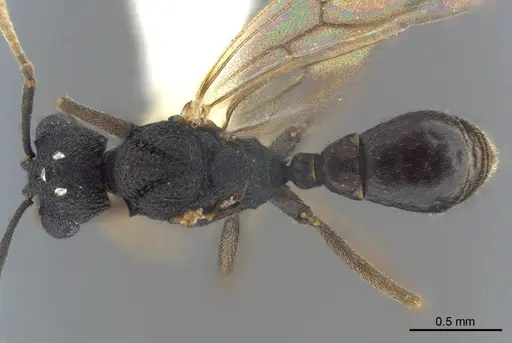 Cyatta abscondita specimen USNMENT00758204 image usnment00758204_1