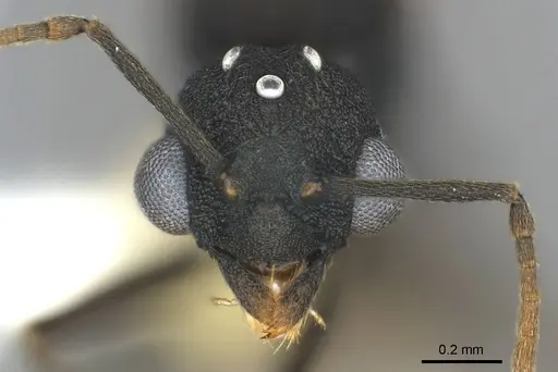 Cyatta abscondita specimen USNMENT00758204 image usnment00758204_2