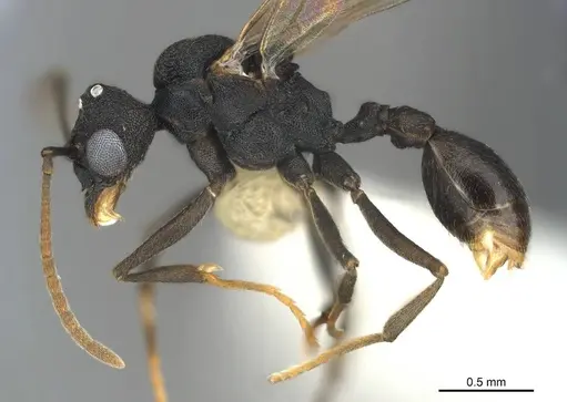 Cyatta abscondita specimen USNMENT00758204 image usnment00758204_3