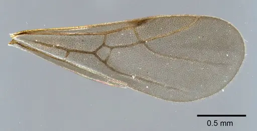 Cyatta abscondita specimen USNMENT00758204 image usnment00758204_4