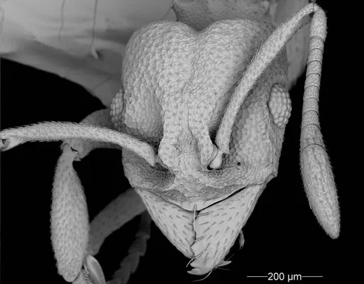 Cyatta abscondita specimen USNMENT00758223 image usnment00758223_1