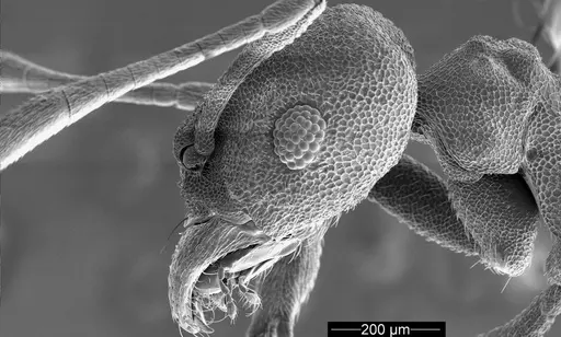 Cyatta abscondita specimen USNMENT00758223 image usnment00758223_2