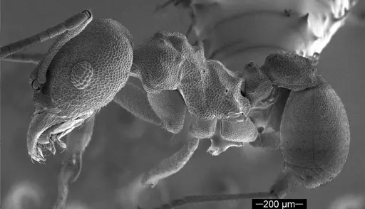 Cyatta abscondita specimen USNMENT00758223 image usnment00758223_3