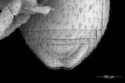 Cyatta abscondita specimen USNMENT00758223 image usnment00758223_4