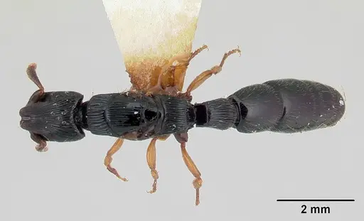 Cylindromyrmex boliviae specimen CASENT0178663 image casent0178663_1
