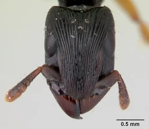 Cylindromyrmex boliviae specimen CASENT0178663 image casent0178663_3