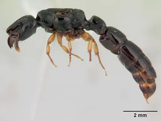 Cylindromyrmex boliviae specimen CASENT0178663 image casent0178663_4