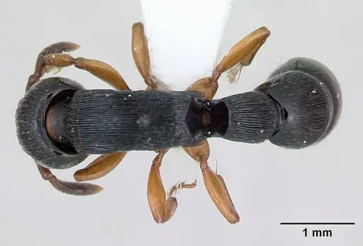 Cylindromyrmex brasiliensis specimen CASENT0173502 image casent0173502_1