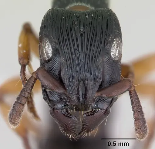Cylindromyrmex brasiliensis specimen CASENT0173502 image casent0173502_2
