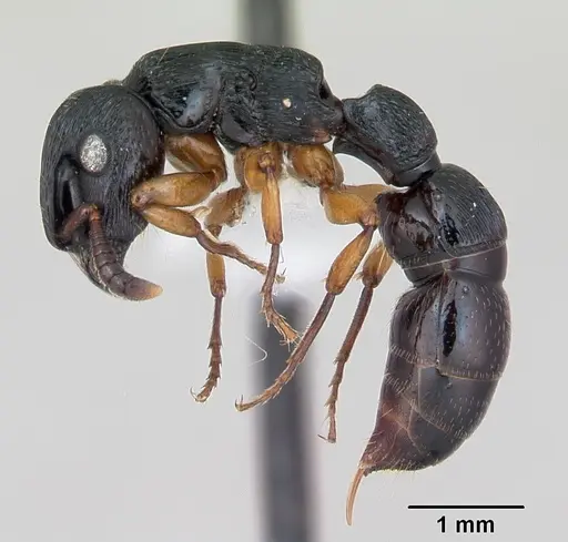 Cylindromyrmex brasiliensis specimen CASENT0173502 image casent0173502_3