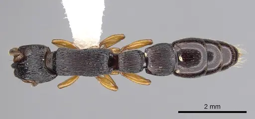 Cylindromyrmex brasiliensis specimen CASENT0249335 image casent0249335_1