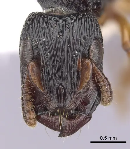 Cylindromyrmex brasiliensis specimen CASENT0249335 image casent0249335_2