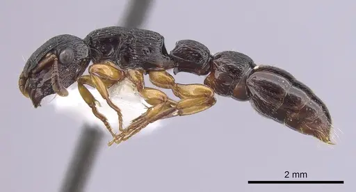 Cylindromyrmex brasiliensis specimen CASENT0249335 image casent0249335_3