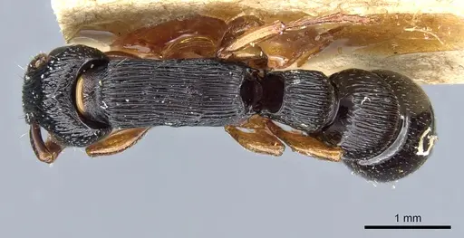 Cylindromyrmex brasiliensis specimen CASENT0903785 image casent0903785_1