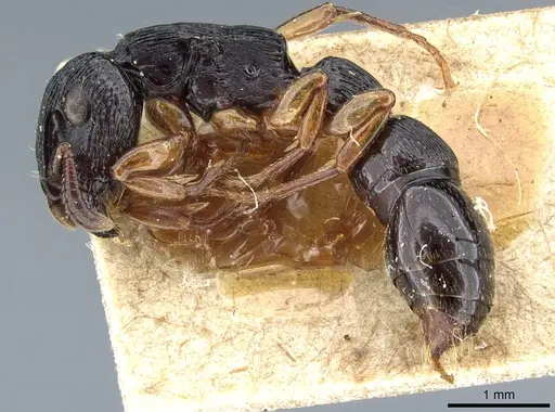 Cylindromyrmex brasiliensis specimen CASENT0903785 image casent0903785_3
