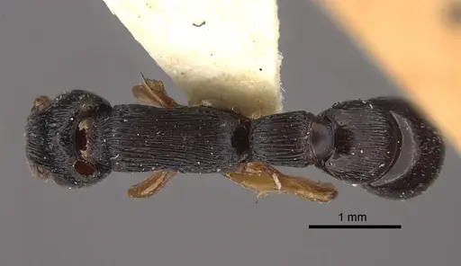 Cylindromyrmex brasiliensis specimen CASENT0917744 image casent0917744_1