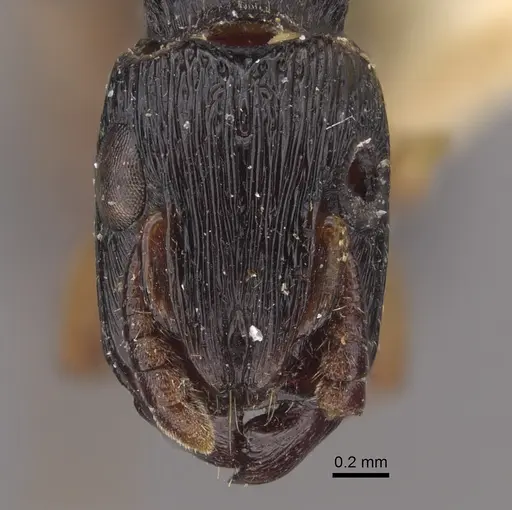 Cylindromyrmex brasiliensis specimen CASENT0917744 image casent0917744_2